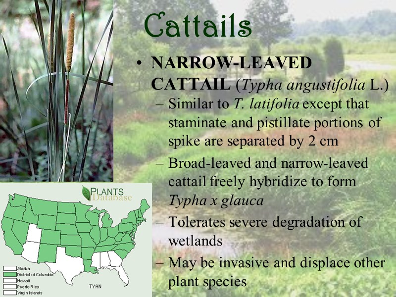 Cattails NARROW-LEAVED CATTAIL (Typha angustifolia L.) Similar to T. latifolia except that staminate and